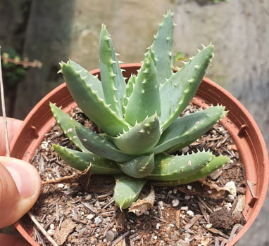 Aloe brevifolia 