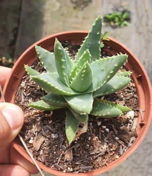 Aloe brevifolia 