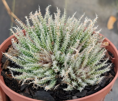 Aloe haworthioides
