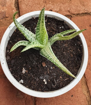 Aloe tanaman variegata muda jovem 5a6cm
