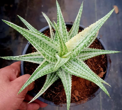 Aloe Lavander star muda jovem 10cm