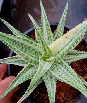 Aloe Lavander star muda jovem 10cm