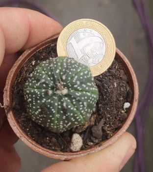 Astrophytum Asterias 3cm 