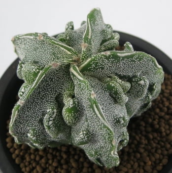 Astrophytum Myriostigma cv. Fukuryuii 