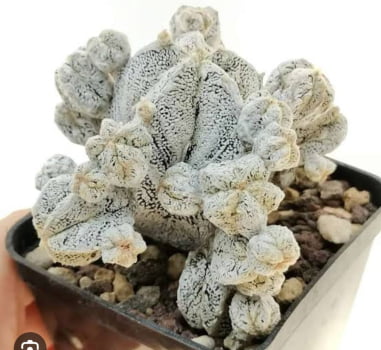 Astrophytum myriostigma cv onzuka vc hakum -enxertado 