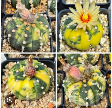 Astrophytum matérias variegata Astrophytum matérias variegata