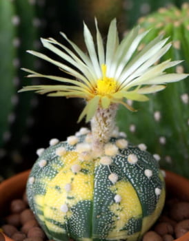 Astrophytum matérias variegata
