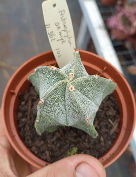 Astrophytum myeriostygma var ornathum