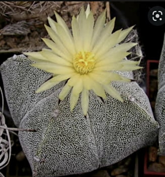 Astrophytum myriostigma 