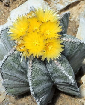 Astrophytum myriostigma 