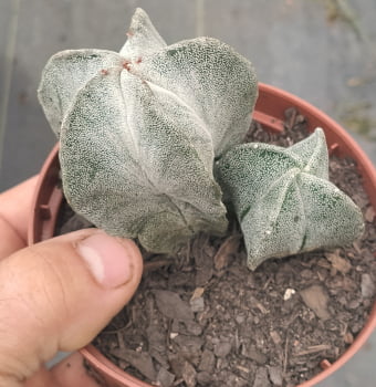 Astrophytum myriostigma