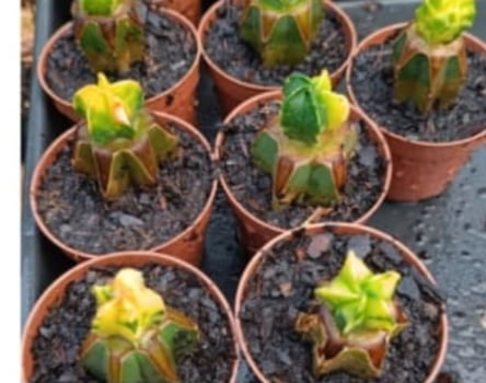 Astrophytum nodum variegata - enxertado com 1cm 