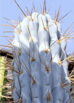 Browningia hertingiana -muda 12cm