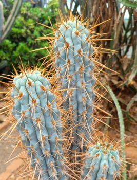 Browningia hertingiana -muda 25cm