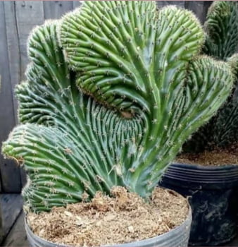 Cleisocactus cristato - rabo de sereia