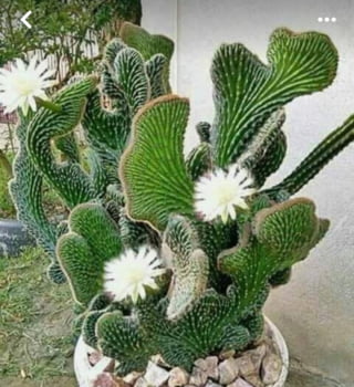 Cleistocactus -Rabo de Sereia 8cm