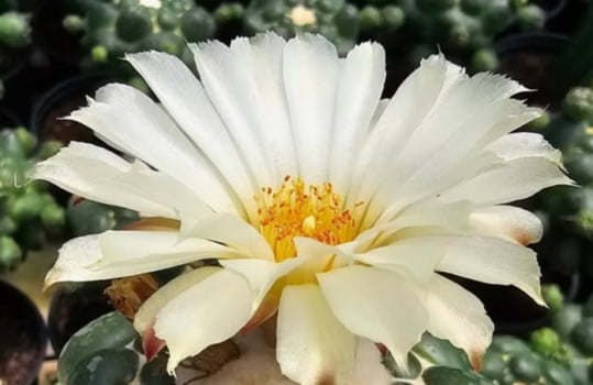 Coriphantha elephatidens CV. Tanshi zougemary inermis , no enxerto 