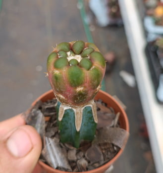 Coriphantha elephatidens CV. Tanshi zougemary inermis , no enxerto 