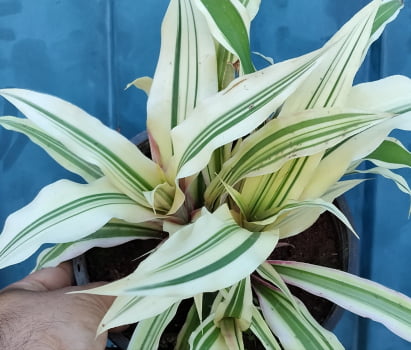 Cryptanthus acaulis Green star Cryptanthus acaulis Green star