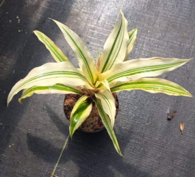 Cryptanthus acaulis Green star