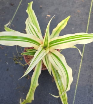 Cryptanthus acaulis Green star