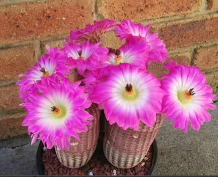 Echinocereus Regidissimo rubrispina  3a4cm