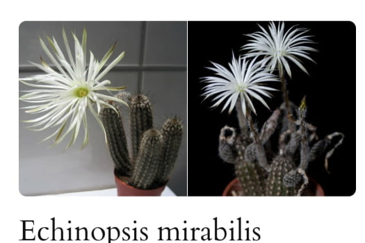 Echinopsis Mirabilis 
