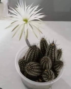 Echinopsis Mirabilis 