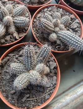 Echinopsis Mirabilis 