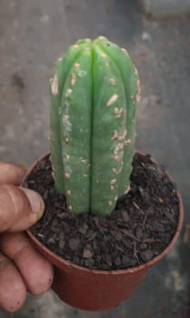 Echinopsis pachonoi-são Pedro 20cm