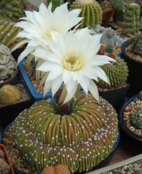 Echinopsis subdenudata cristata -Raridade