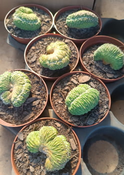 Echinopsis subdenudata cristata -Raridade