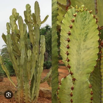 Euphorbia ammak variegata 30cm