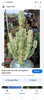 Euphorbia ammak variegata 30cm