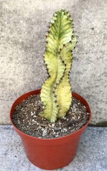 Euphorbia ammak variegata 30cm