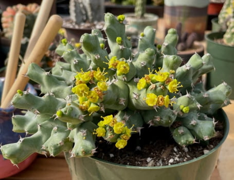Euphorbia Clivicola muda jovem Euphorbia Clivicola muda jovem