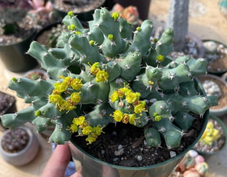 Euphorbia Clivicola muda jovem