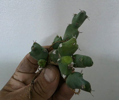 Euphorbia Clivicola muda jovem