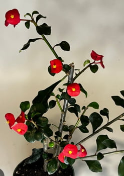Euphorbia geroldii -- sem espinho 