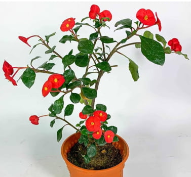 Euphorbia geroldii -- sem espinho 