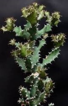 Euphorbia tortilis
