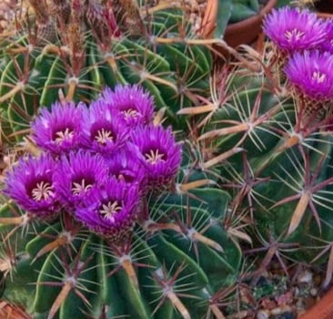Ferocactus Latispinus 5a6cm