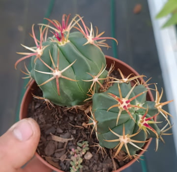 Ferocactus Latispinus 5a6cm