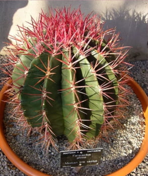 Ferocactus pilosu