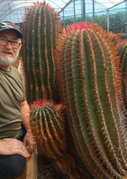 Ferocactus pilosus 10cm