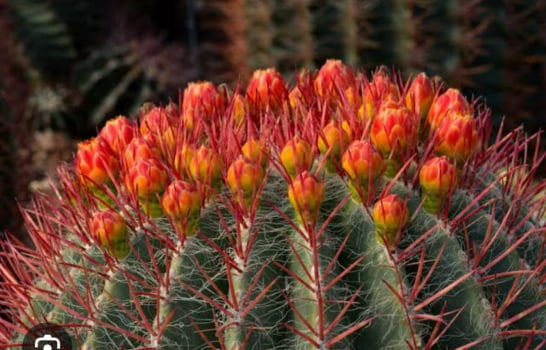 Ferocactus pilosus 10cm
