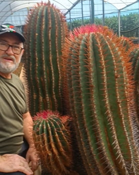 Ferocactus pilosus 15a20cm