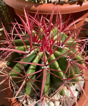 Ferocactus pilosus 15a20cm