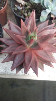Echeveria agavoides celestina hibrida