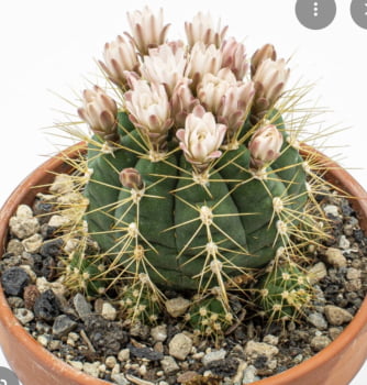 Gymncacpycium Chacoense